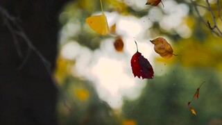 【Cảnh quay trên không không có bản quyền】“Desolation”