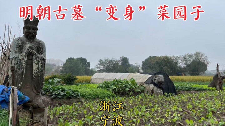عُثر في نينغبو على مقبرة كبيرة تعود إلى 500 عام، والمثير للدهشة أن هناك من يزرع الخضروات فوق هذه الم