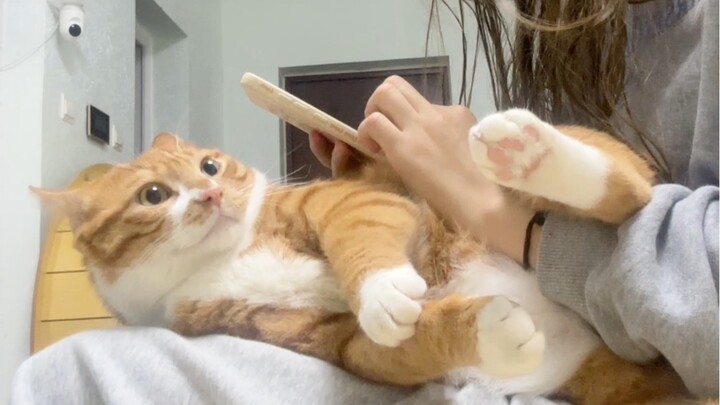 正准备吹头发，又被蛋卷儿赖上了