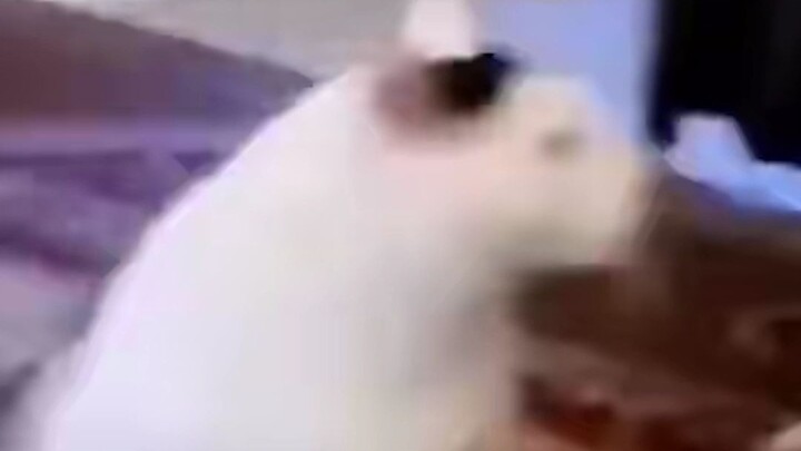 เห็นแบบนี้แล้วจะไม่หัวเราะได้ยังไงล่ะ?