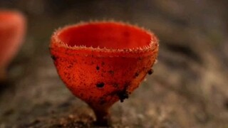 liriklagu dj harisnugraha viral ditiktok