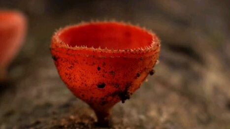 liriklagu dj harisnugraha viral ditiktok