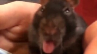 Tikus: Apakah kamu menaruh racun tikus di mangkuk itu?