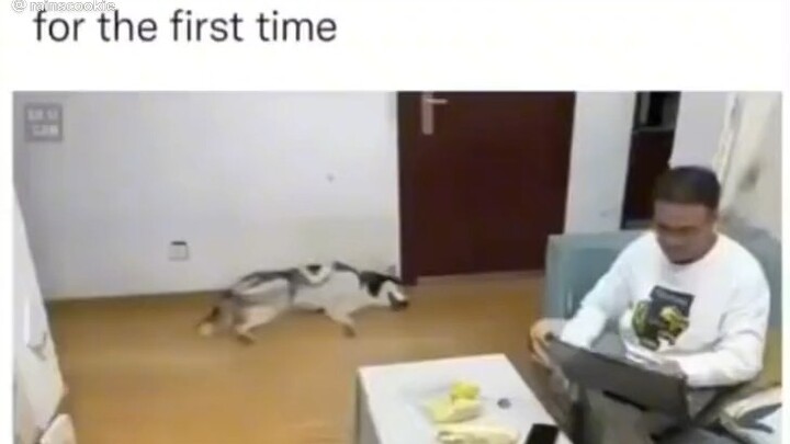 Dog smells it