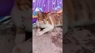 Miow Maow la la la #cat #komedikucing #shortvideos #kittengiggles #kucing #viralvideos