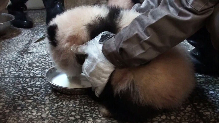 [Panda] Mengajari Bayi Panda Cara Minum Susu Membuat Frustrasi