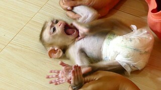 Baby Monkey Very Like play// Little boy Maki So Happy to play with mom after mom Clean Bedroom