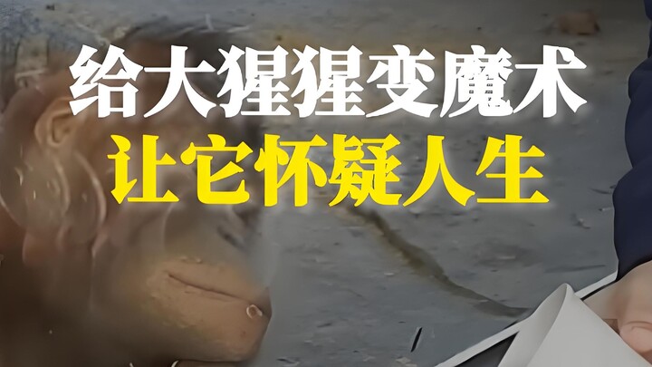 Tại sao biểu diễn ảo thuật cho khỉ đột lại khiến nó hoài nghi về cuộc đời?