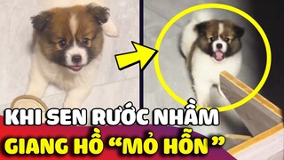 Khoảnh khắc Sen nhận ra mình đã RƯỚC NHẦM một chiếc GIANG HỒ chính hiệu về nhà 😅 | Gâu Đần