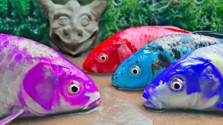 Stop Motion ASMR   Banyak Ikan Aligator Menangkap  Koi Lucu Warna warni  Memasak Primitif Mukbang