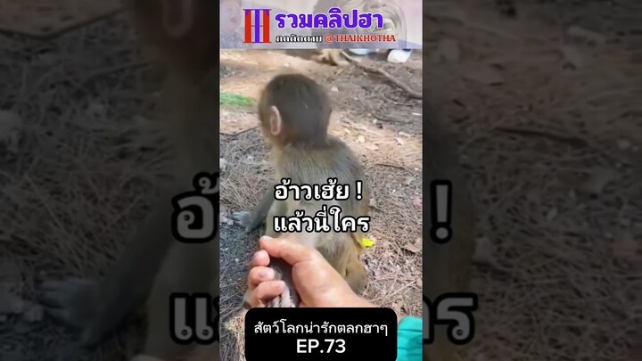 รวมคลิปตลกฮาๆ EP.183 #สัตว์เลี้ยง  #ตลก #shorts #tiktok #funny #สัตว์โลกน่ารัก #แกล้ง #สัตว์ตลก