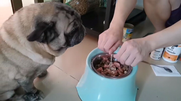 Will the Dog Eat the Drugged Food You Put in Its Face?