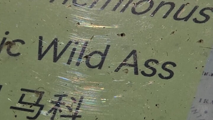 Bro, I actually went to the Double Entendre Zoo... [UPOWER_613408351_Double Entendre Drum]