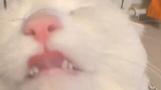 A cat so comfy it can't even manage its expression