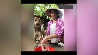 Chú chó bị chửi nhiều nhất mạng xã hội