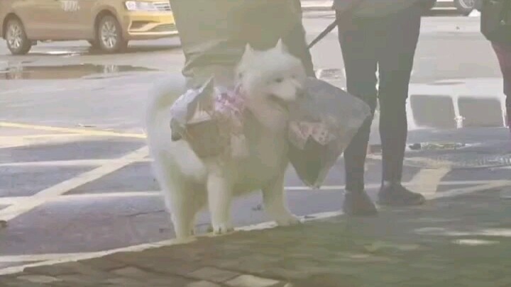 This little Samoyed looks so popular—so cute!