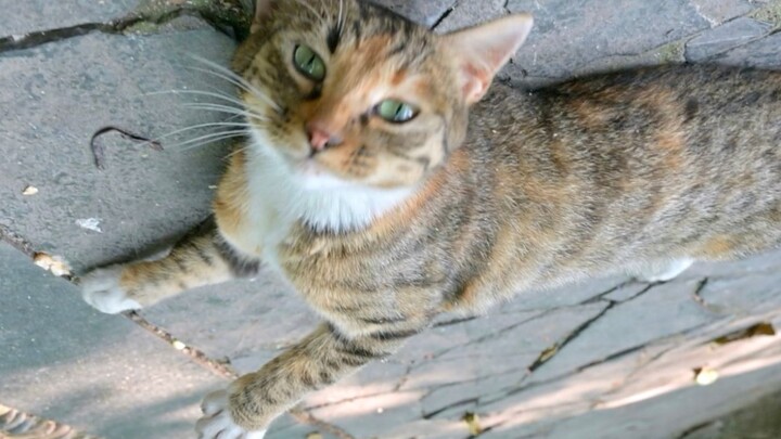 【Animal Circle】The cat understands English? Is the cat a foreigner?