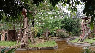 Siamang Lucu Saat Berjalan
