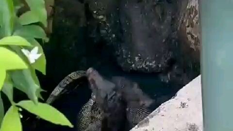 biawak nya lagi tarung atau sus