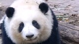 Panda raksasa dan Hua bereaksi dengan gembira ketika mereka mendengar turis menyebut mereka gemuk!