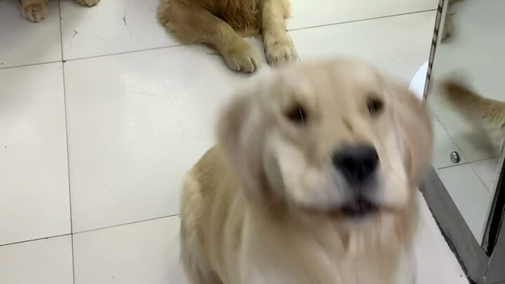 Do smart and well-behaved dogs tend to be more popular?