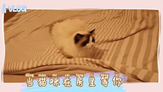 【布偶】有温暖的床～等你的猫～恋爱都不香了