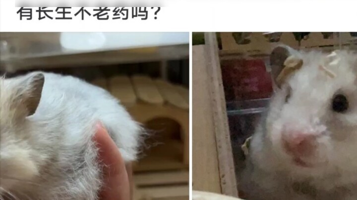 Air-dried preservation method for rats