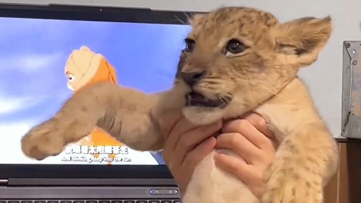 [Animal Voiceover] Family members found a little kitten