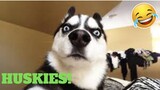 💥Cutest Husky Viral Weekly LOL😅😜 of September| Funny Animal Videos💥👌