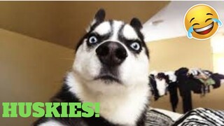 💥Cutest Husky Viral Weekly LOL😅😜 of September| Funny Animal Videos💥👌