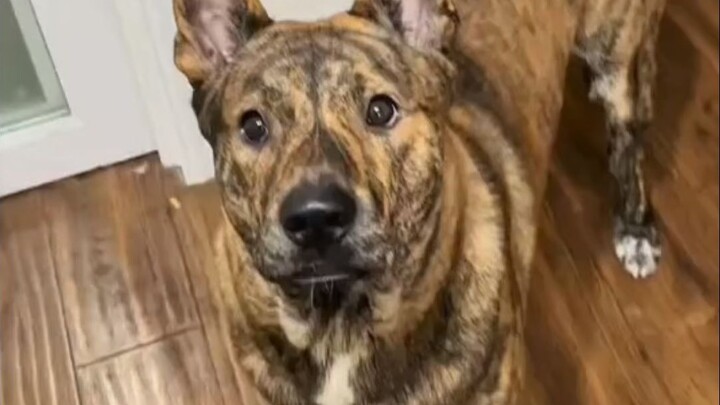 Hari ini aku jalan-jalan sama anjing kampung belang harimau langka, orang lewat malah ngira aku lagi