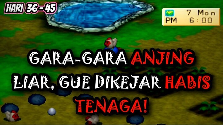 😱 GARA-GARA ANJING LIAR, GUE DIKEJAR SAMPAI HABIS TENAGA!