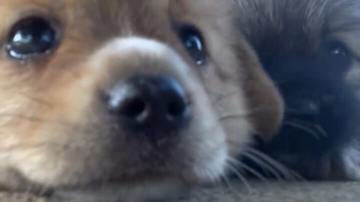 ลูกสุนัขตัวน้อยที่แย่งคืนมาจากเพื่อนสนิทเก่า