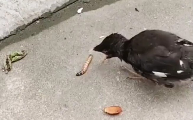 Bird: Come to my mouth!