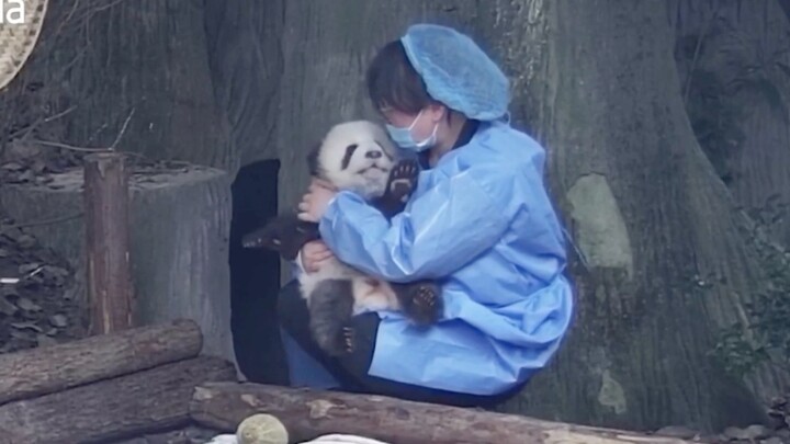 【Panda Cheng Lang】Cheng Lang Is Too Cute! I Want to Hug Her!