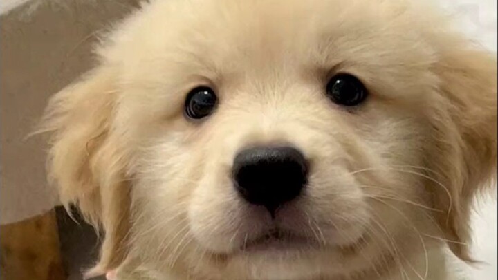 Golden Retriever: Everyone’s a good person!! So dogs must all be bad!