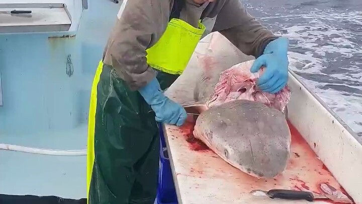 พ่อครัวชำแหละปลา