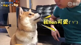 يغضب شيبا إينو عندما يقول صاحبه إنه ليس لطيفًا، لذا امدحه بسرعة !!