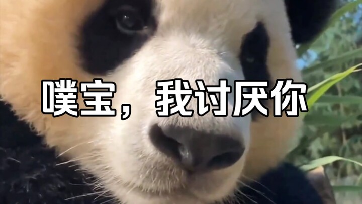 Grandpa Song: I hate you, Fubao, because you’re so cute that I can’t even leave work on time.