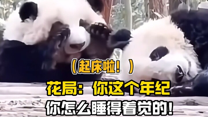 No wonder Huahua is also nicknamed the “Nap God”!