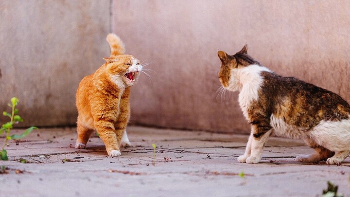 قطة القصر الإمبراطوري: قرّر بابا، بعد أن استجمع شجاعته، أن يُظهر هيبته، لكن قبل أن يتمتع بإطلالته ال