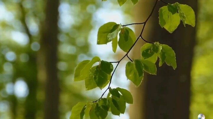 “Ngũ âm chữa bệnh” Âm mộc vào gan, xoa dịu trái tim, sảng khoái tinh thần, khiến tâm trạng vui vẻ, g