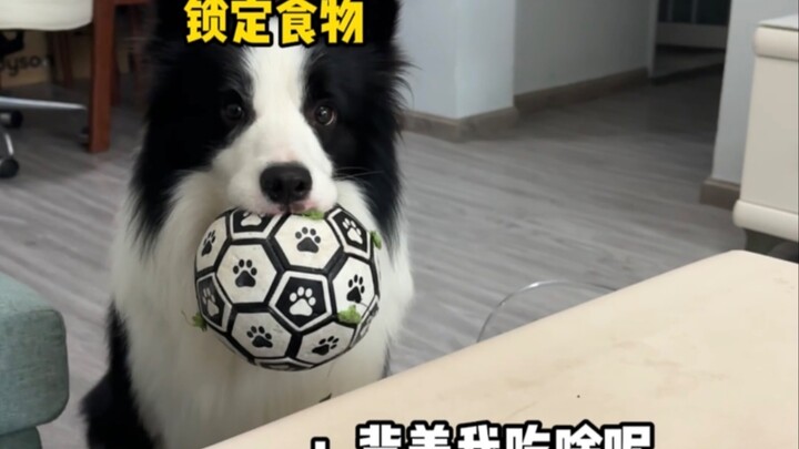 Before vs. After Getting a Dog: Has Your Home Changed Like This Too?