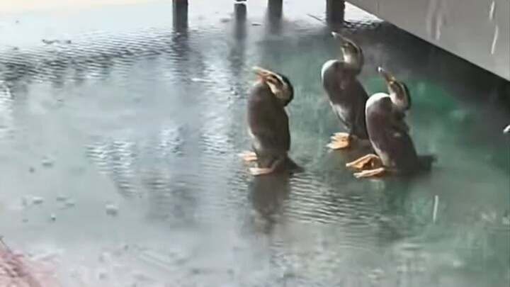 Well, Mom said that the duck who listens to thunder really does exist!