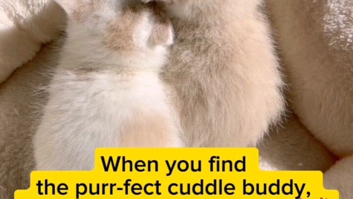 What to do when you find your purr-fect cuddle buddy?