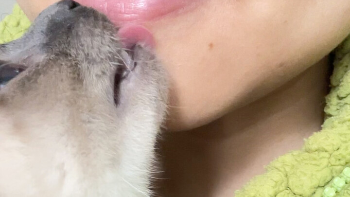 Tính bám người của mèo Xiêm