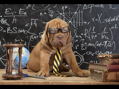 Super-smart Dog | The Dog with an IQ