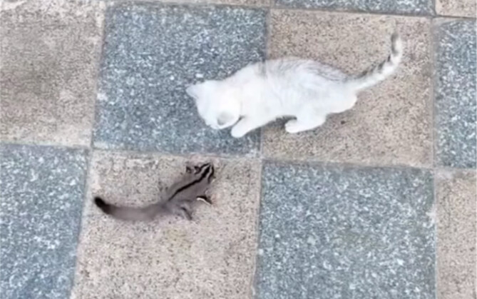 【Berhasil Ditaklukkan】Dapatkan Tunggangan: Kucing Muda yang Imut dan Menggemaskan