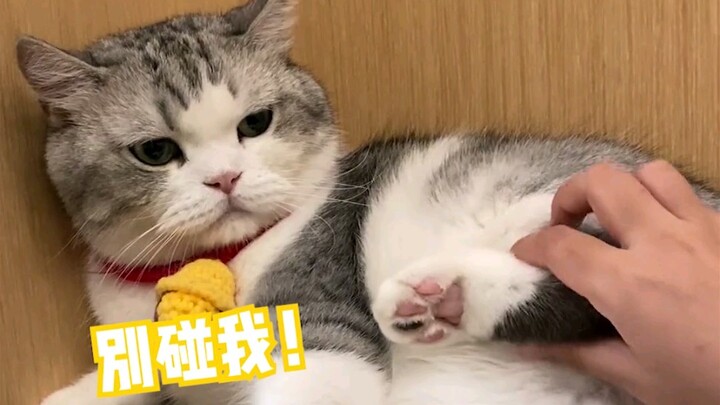 Rumor has it you can tell a cat’s paw color just by looking at its mouth!