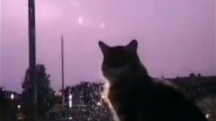 Cat War God, undefeated in every battle, renowned for both wisdom and martial prowess—unifying the m